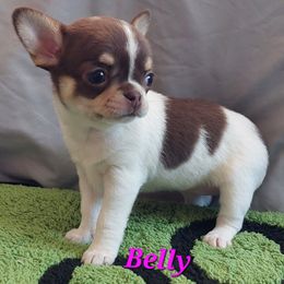 Belly - Fawn and white female Chihuahua puppy in Brook Park, Minnesota from North Star Chihuahuas