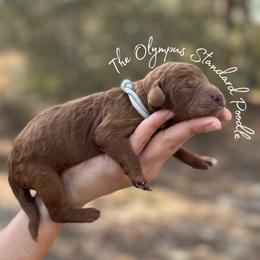 Coming Soon - Red  male Poodle puppy in Spring Hills, Florida from The Olympus Standard Poodle