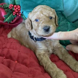 Girl 2 - female Poodle puppy in from Beltane Bonnies