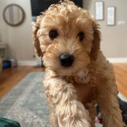 Blue mini - Brown male Poodle puppy in Millville, New Jersey from Michelle's Doodles