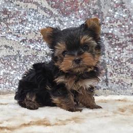 Trick TINY TEACUP - Blue and gold male Yorkshire Terrier puppy in Monticello, Iowa from Ashley’s Puppies