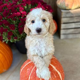 Sugar - Red female Bernedoodle puppy in Denver, Pennsylvania from Greenview Puppies