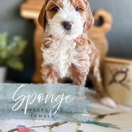 Sponge - Apricot female Goldendoodle puppy in Garden Grove, California from Sunkissed Doodles