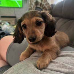 Larry - Cream male Dachshund puppy in Yuba City, California from Mulberry Dachshunds