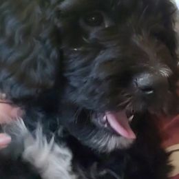 Aussiedoodle Puppies from Color Country Doodles