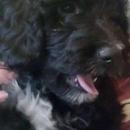 Aussiedoodle Puppies from Color Country Doodles