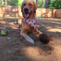 Indi - Golden Retriever