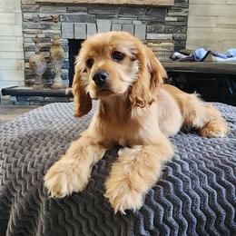 Honey - Buff female Cocker Spaniel puppy in Howell, Michigan from Robbin's Treasures