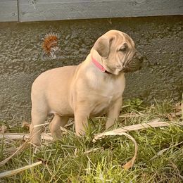 Girl 2 - Red female Boerboel puppy in Pennsylvania from Cold River Boerboels