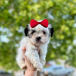 Girl 1 - Liver and white female Shih Tzu puppy in Seguin, Texas from Dolled Up Shih Tzus