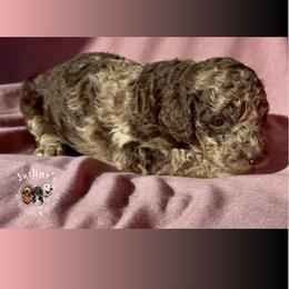 Holly - Merle female Goldendoodle puppy in Sterling, Connecticut from Justine’s Retrievers and Doodles