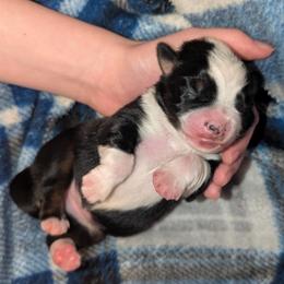 Pearl - Black tri female Toy Australian Shepherd puppy in Shepherd, Texas from GAMALA Farm & Kennels