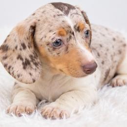 Annie - Dapple female Dachshund puppy in Fredricktown, Missouri from Ivy Cream Dachshunds
