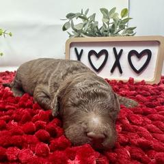 Double Doodle and Goldendoodle Puppies from Sturgeon River Doodles