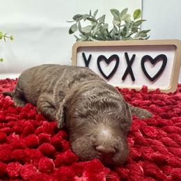 Double Doodle and Goldendoodle Puppies from Sturgeon River Doodles