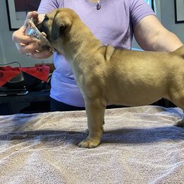 Daphne - Red fawn Bullmastiff puppy in Everett, Washington from Bulwark Bullmastiffs