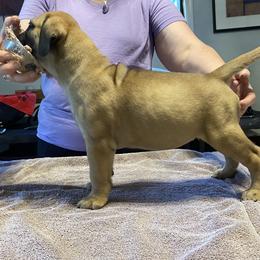 Daphne - Red fawn Bullmastiff puppy in Everett, Washington from Bulwark Bullmastiffs
