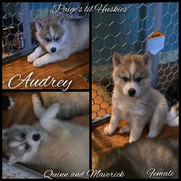 Audrey - Gray and white female Siberian Husky puppy in Bloomfield, Indiana from Paiges lil huskies