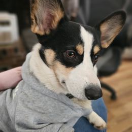 Claire - Pembroke Welsh Corgi