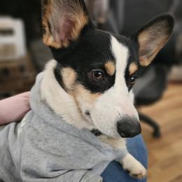 Claire - Pembroke Welsh Corgi