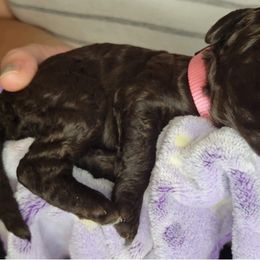 Labradoodle Puppies from Molly’s Doodles