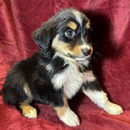 Girl 2 - Black tri female Miniature Australian Shepherd puppy in Hokes Bluff, Alabama from Alegria Toy Aussies