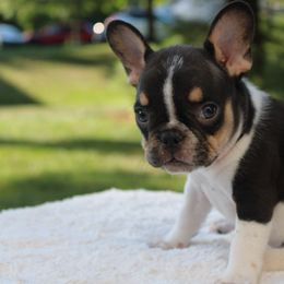French Bulldog Puppies from Luvia Anderson