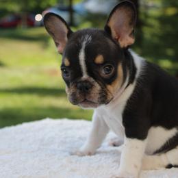 French Bulldog Puppies from Luvia Anderson