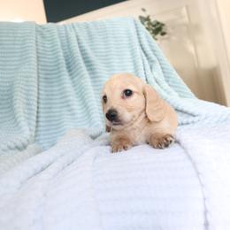 Cream female - Cream female Dachshund puppy in Mc Donough, Georgia from Hot Diggity Doxies