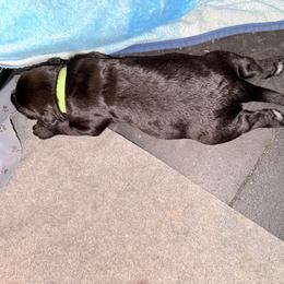 Kaiju - Black male Giant Schnauzer puppy in Noblesville, Indiana from Stratton House Kennels