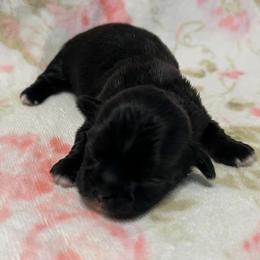 Girl 1 - Black female Shih Tzu puppy in Hemet, California from Aloha Shih Tzu
