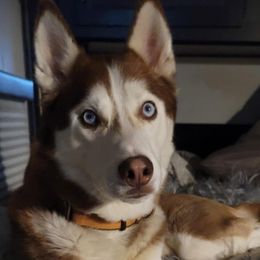 Siberian Huskies from Into the Mystic Siberian Huskies