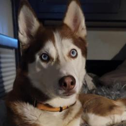 Siberian Huskies from Into the Mystic Siberian Huskies