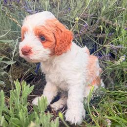 Cowboy - Caramel cream male Australian Labradoodle puppy in Millville, California from Hope Lane Kennels