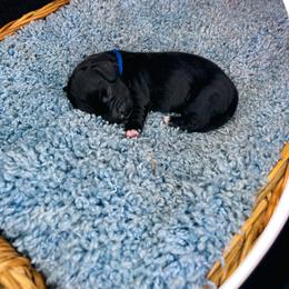 Shadow - Black male Dachshund puppy in Los Angeles, California from Mini Doxies R Us
