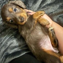 Fawn - Fawn (isabella) and tan female Dachshund puppy in Glendale, Arizona from Collier Dachshunds