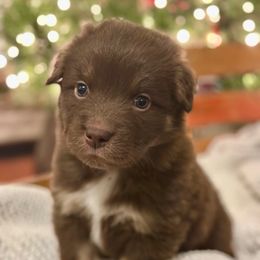 Red Tri Male (Frankie) - Red tri-color male Australian Shepherd puppy in Bouton, Iowa from Beaver Creek Aussies