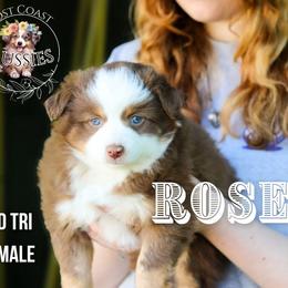Rose - Red tri-color female Miniature American Shepherd puppy in Ferndale, California from Lost Coast Aussies