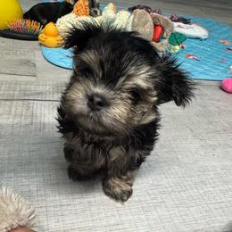 Sleepy - Black & tan tri-color male Morkie puppy in Taylorsville, North Carolina from Mountain Top Hot Tailz