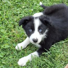 Border Collie Puppies from Wall's Border Collies