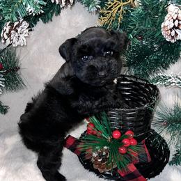 Raven - Black female Miniature Schnauzer puppy in San Augustine, Texas from My Little Schnauzer Pals