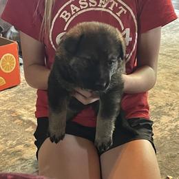 German Shepherd puppies from Sandhills German Shepherds