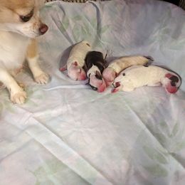 Chihuahua Puppies from Pampered Chihuahuas
