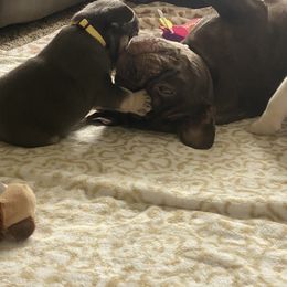 French Bulldog Puppies from Baby Bear Frenchies