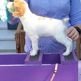 Peach girl - Orange and white female Brittany puppy in Mertztown, Pennsylvania from Whispering Hills Gun Dogs