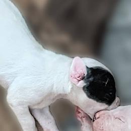 Boy 4 - Dogo Argentino puppy in Pueblo, Colorado from Palace Guard Dogos