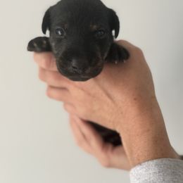 Boy 1 - male Heideterrier puppy in Evans, Georgia from German Heideterriers USA