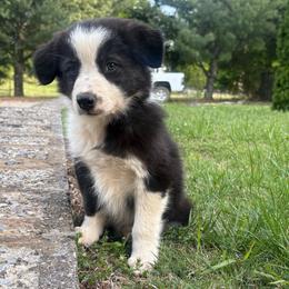 Zoey- she is brindle - Brindle female Border Collie puppy in Chattanooga, Tennessee from Ross Vegas Kennels