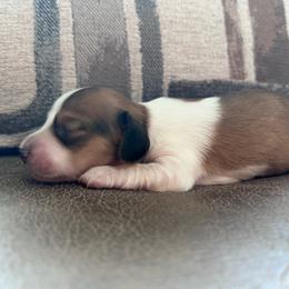 Waylon - Piebald male Dachshund puppy in Spring Creek, Nevada from Hobby Horse Mini Doxies