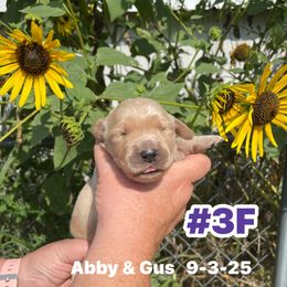 Number 3 Abby and Gus - Golden female Golden Retriever puppy in Piedmont, Oklahoma from Sabrina's Golden Retrievers